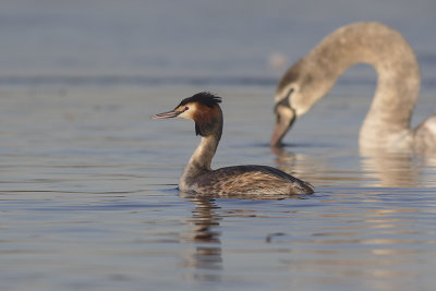 Fuut met Knobbelzwaan / Great Crested Grebe with Mute Swan