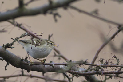 Bladkoning / Yellow-browed Warbler