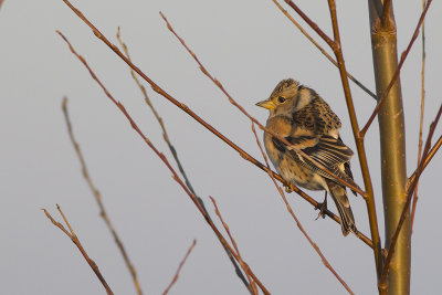 Keep / Brambling