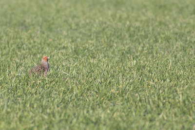 Patrijs / Partridge