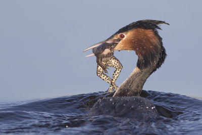 Fuut met kikker / Great Crested Grebe with frog