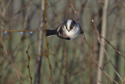 Staartmees / Long-tailed Tit