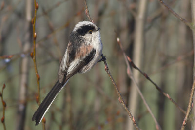 Staartmees / Long-tailed Tit