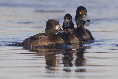 Kuifeenden / Tufted Ducks