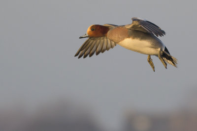 Smient / Eurasian Wigeon