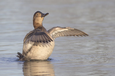 Tafeleend / Common Pochard