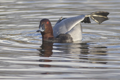 Tafeleend / Common Pochard