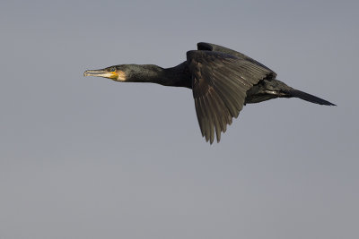 Aalscholver / Great Cormorant