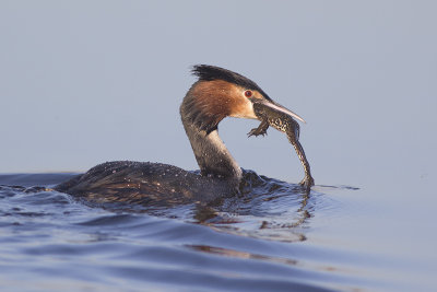 Fuut met kikker / Great Crested Grebe with frog