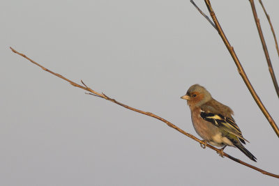 Vink / Chaffinch