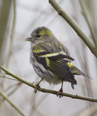 Sijs / Siskin