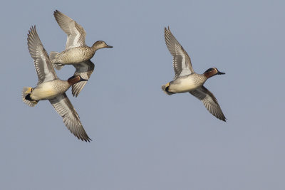 Wintertalingen / Common Teals