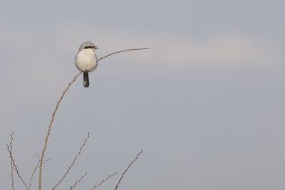Klapekster / Great Grey Shrike