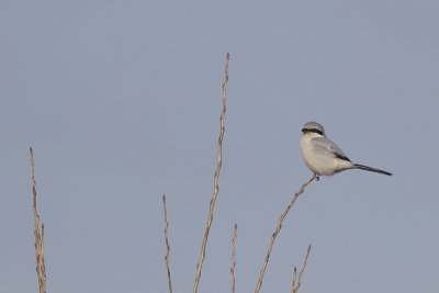 Klapekster / Great Grey Shrike