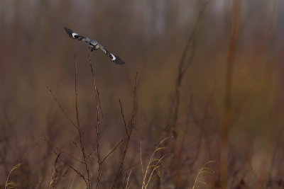 Klapekster / Great Grey Shrike