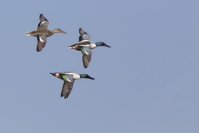 Slobeenden / Northern Shovelers