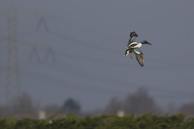 Slobeend / Northern Shoveler