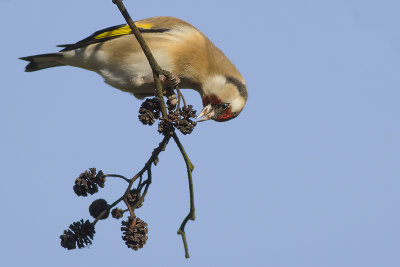 Putter / European Goldfinch