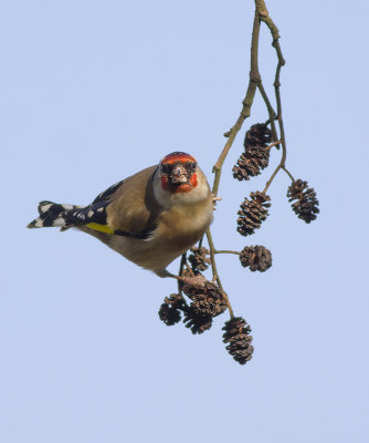 Putter / European Goldfinch