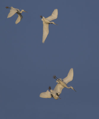 Kleine Zilverreigers / Little Egrets