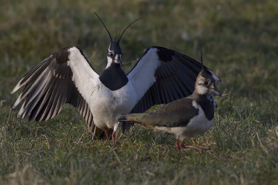 Kieviten / Northern Lapwings