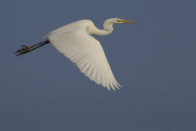 Grote Zilverreiger / Great Egret