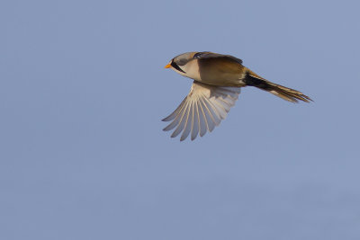 Baardmannetje / Bearded Tit