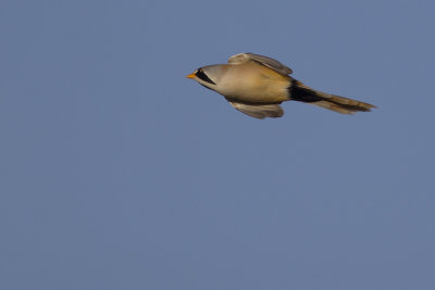 Baardmannetje / Bearded Tit