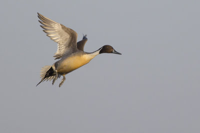 Pijlstaart / Northern Pintail