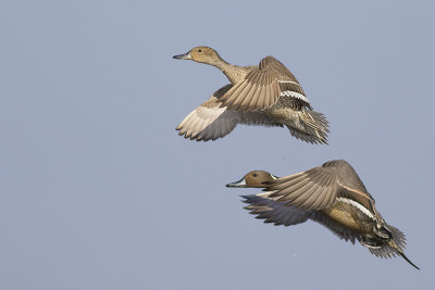 Pijlstaarten / Northern Pintails