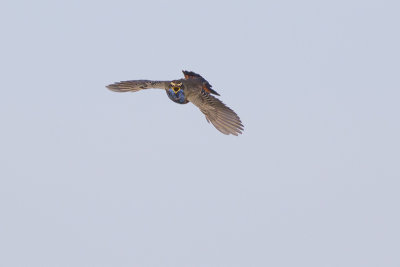 Blauwborst / Bluethroat