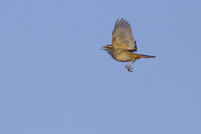 Blauwborst / Bluethroat