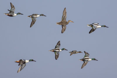 Slobeenden en Wintertaling / Northern Shovelers and Common Teal