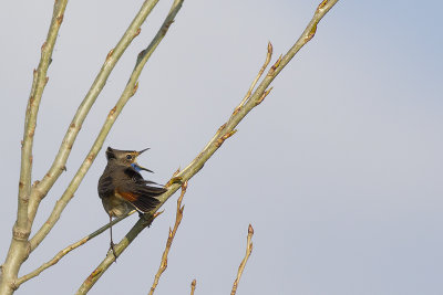 Blauwborst / Bluethroat