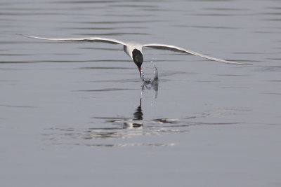 Visdief / Common Tern