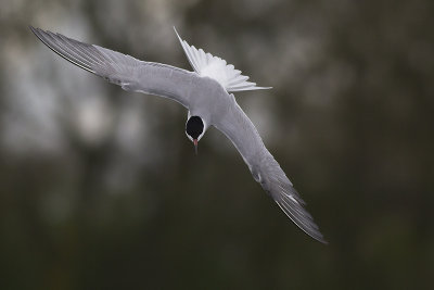 Visdief / Common Tern