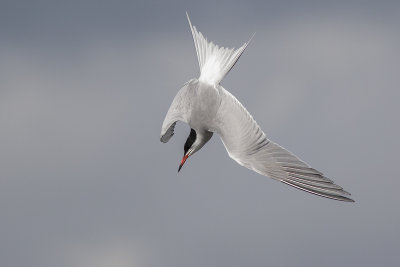 Visdief / Common Tern