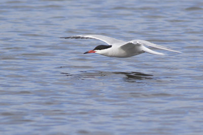 Visdief / Common Tern