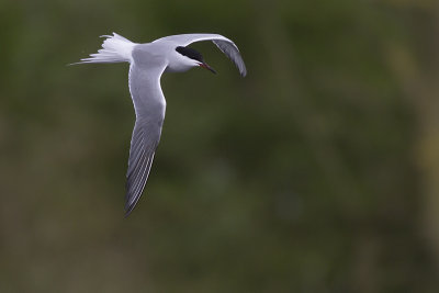 Visdief / Common Tern