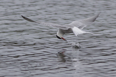 Visdief / Common Tern