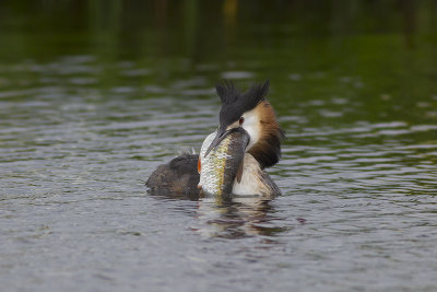 Fuut met vis / Great Crested Grebe with fish