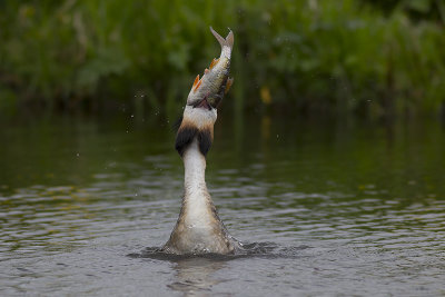 Fuut met vis / Great Crested Grebe with fish
