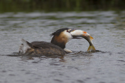 Fuut met vis / Great Crested Grebe with fish
