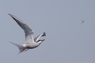 Visdief vangt mug / Common Tern catches mosquito