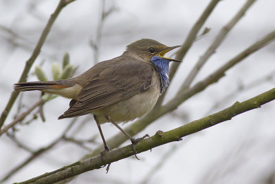 Blauwborst / Bluethroat