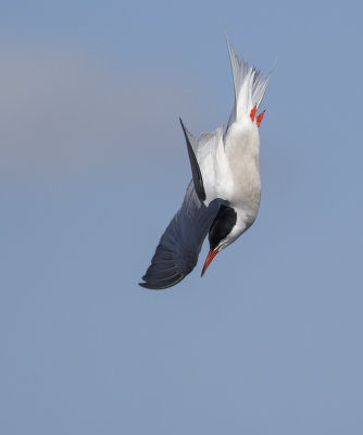 Visdief / Common Tern