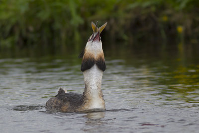 Fuut met vis / Great Crested Grebe with fish