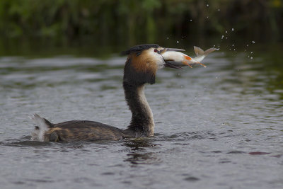 Fuut met vis / Great Crested Grebe with fish