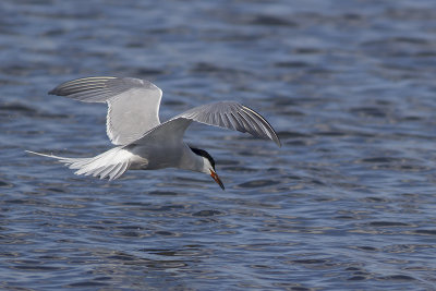 Visdief / Common Tern