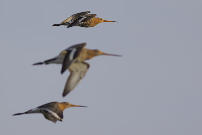 Grutto's / Black-tailed Godwits